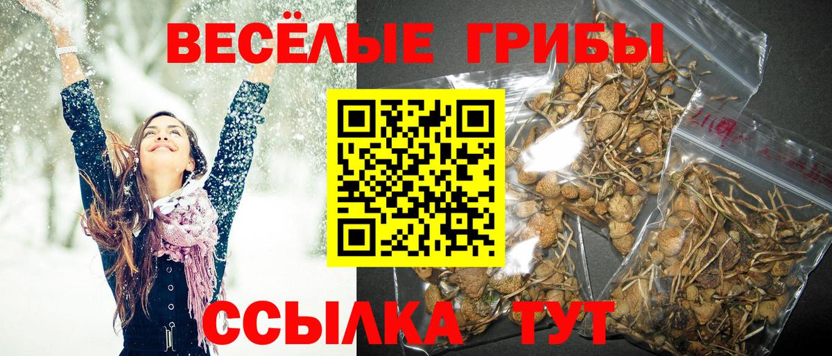 Галлюциногенные грибы Cubensis  Вход с VPN  Нерюнгри 